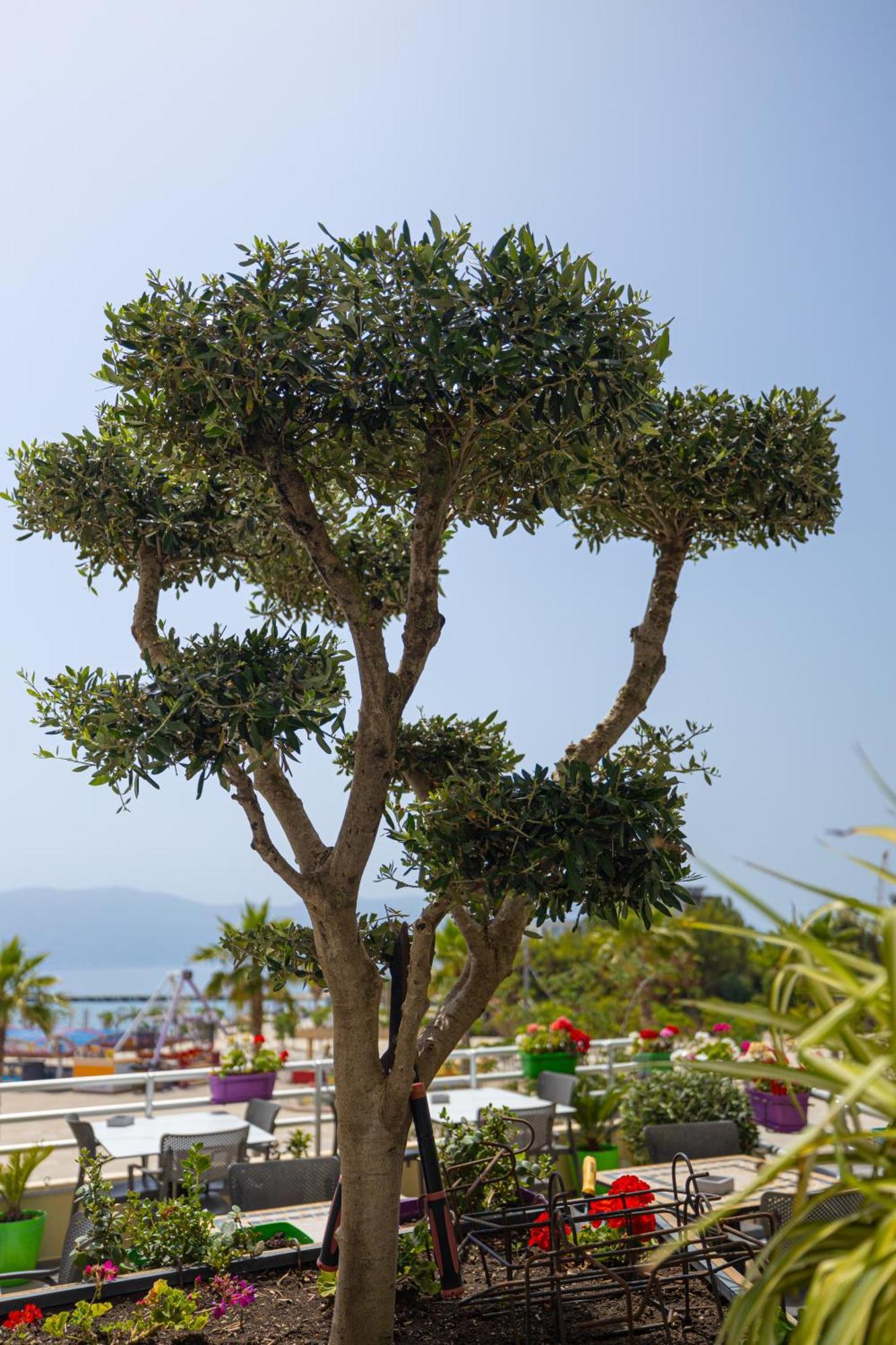 Veranda Boutique Hotel Vlorë エクステリア 写真
